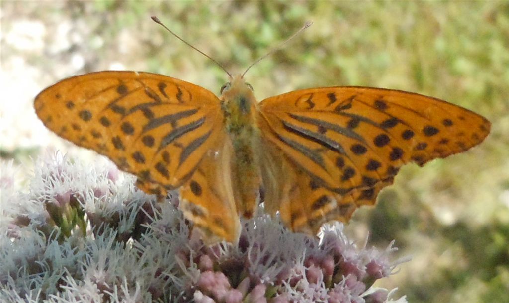 Argynnis paphia?